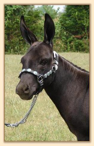 Heiken's Ark Ramona LB, miniature donkey brood jennet at Half Ass Acres