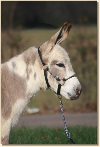 Little Miracles Silly Me, brood jennet at Half Ass Acres Miniature Donkey Farm.