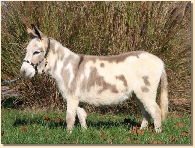 Little Miracles Silly Me, brood jennet at Half Ass Acres Miniature Donkey Farm.