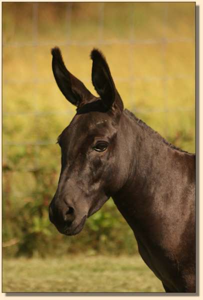 HHAA Smitten on September 15th, 2015, one week after having her first foal, Cahoots.