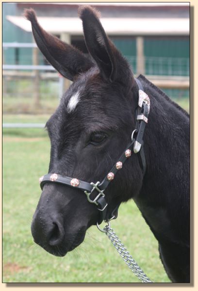 Itsy Bitsy Stardance, miniature donkey brood jennet at Half  Ass Acres