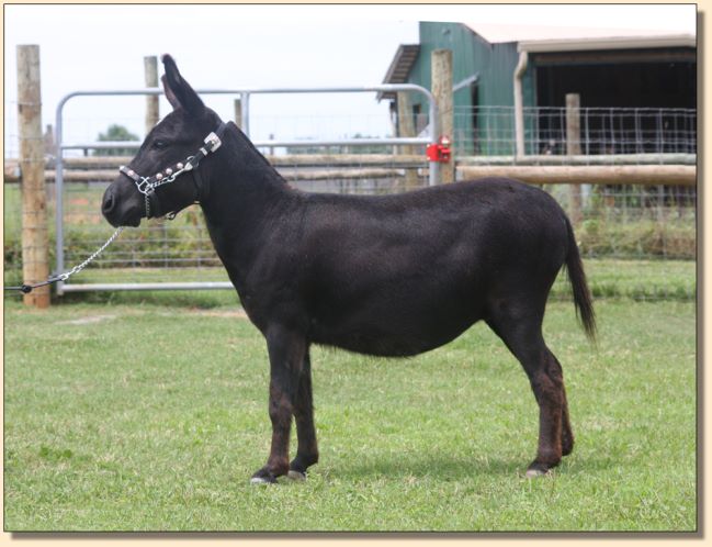 Itsy Bitsy Stardance, miniature donkey brood jennet at Half  Ass Acres