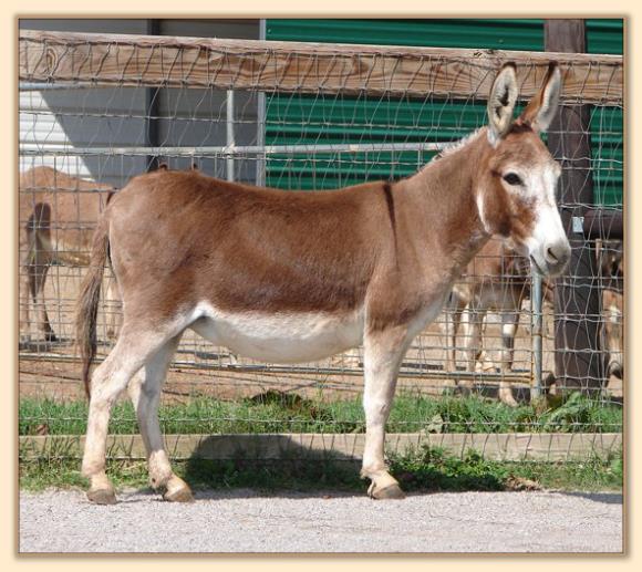 Windcrest Summer Sunrise, Dark Red Miniature Donkey Brood Jennet at Half Ass Acres