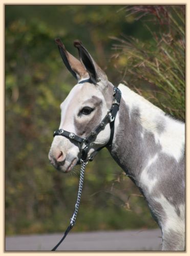 Hauenstein's Sweet Sophie