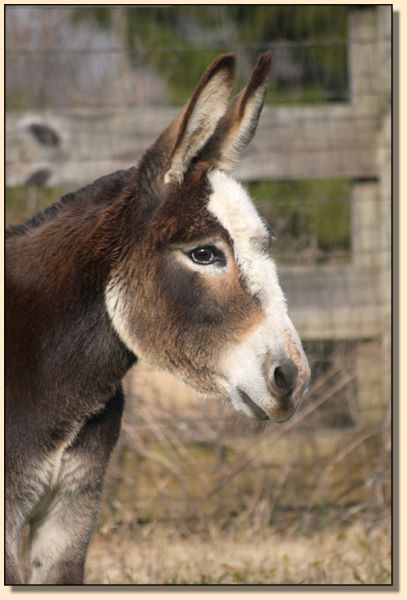 TnT's Taffy, masked spotted miniature donkey brood jennet for sale.