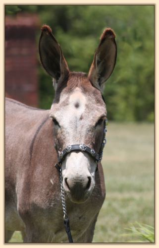 Windcrest Red Target, dark red brood jennet at Half Ass Acres Miniature Donkeys