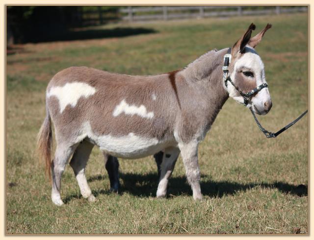 Dewey Meadows Valerie, spotted miniature donkey brood jennet at Half Asss Acres