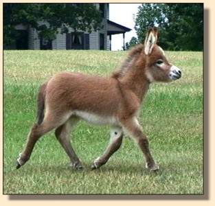 Cedar Creek Scarlet Starlet