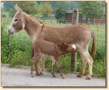 Click photo of miniature donkey to enlarge image