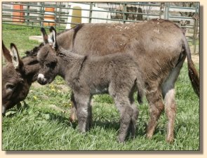 Critter Haven Farm Applause