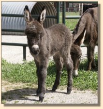 Critter Haven Farm Applause