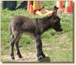 Critter Haven Farm Applause