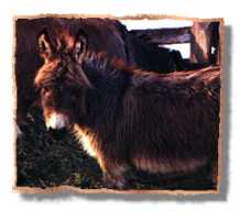 miniature donkey Bangs (6055 bytes)