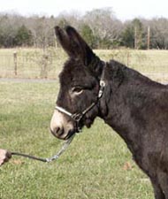 miniature donkey for sale