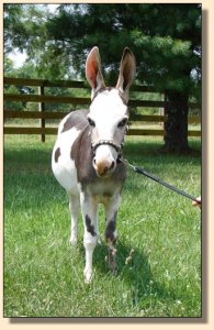 miniature donkey