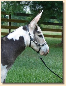 miniature donkey