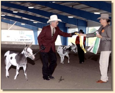 King of Bling showing at the National Miniature Donkey  Association  2006 Nationals 