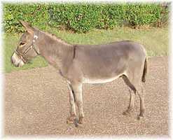 Miniature Donkey My World Mexican Bob (8040  bytes)