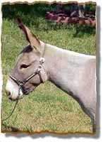 Miniature Donkey Gelding, Brighty(5864 bytes)