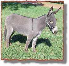 miniature donkey Bunny (10,050 bytes)