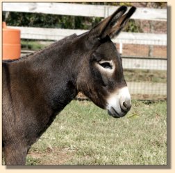 Windcrest Chiquita October 2004 ~ 3 days after having her first foal!