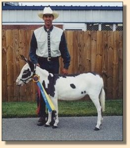 Windcrest Prairie Clover winning Grand National Spotted Jennet with Kirk McDonald