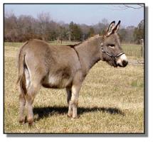 miniature donkey jack for sale, Cracker Jack (10,361 bytes)