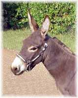 Miniature Donkey My World Diablo (6017  bytes)