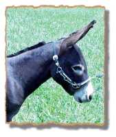 Dolby, miniature donkey gelding (6183 bytes)