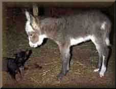 miniature donkey Homer