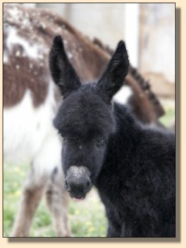 Half Ass Acres Hula Hoop ~ Black Jennet 6 hours old!