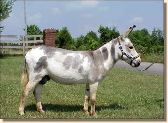 Miniature Donkey Indiana Jones