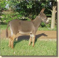 Miniature Donkey Jennet, Izzie (14,105 bytes)