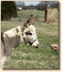 Unnamed Spotted Yearling Jenne