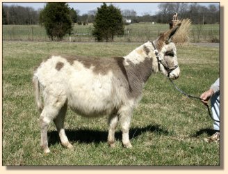 Unnamed Spotted Yearling Jenne