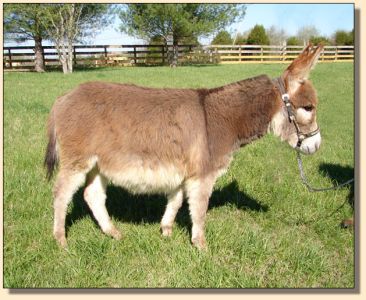 Click photo of miniature donkey to enlarge image