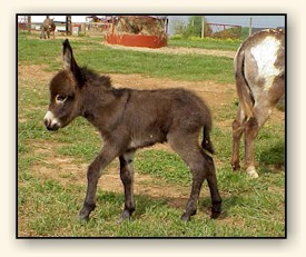 HAA Mahogany Mojo, chocolate brown miniature donkey jack!!