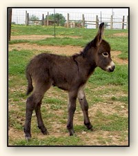 HAA Mahogany Mojo, chocolate brown miniature donkey jack!!