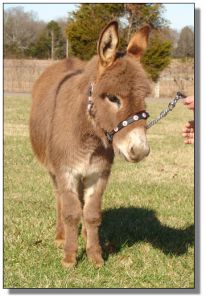 Click photo of miniature donkey to enlarge image