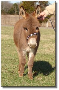 Click photo of miniature donkey to enlarge image