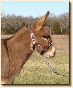 Click photo of miniature donkey to enlarge image