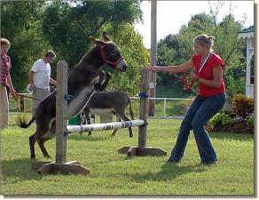 My World Diablo & Tiffany Spears winning 2nd in the Coon Jump!