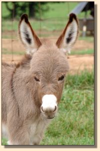 A Walk in the Park, aka Parker, miniature donkey gelding prospect