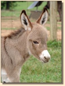 A Walk in the Park, aka Parker, miniature donkey gelding prospect