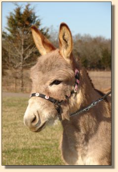 Click photo of miniature donkey to enlarge image