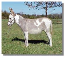 Miniature Donkey Jennet, Rain Dance (11,582 bytes)