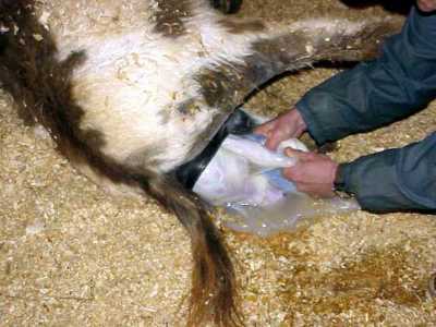 Birth of miniature donkey black & white spotted jack!!