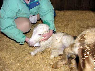 Birth of miniature donkey black & white spotted jack!!