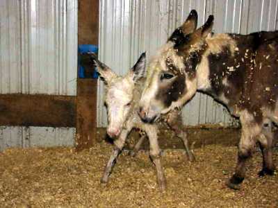 Birth of miniature donkey black & white spotted jack!!