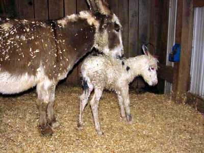 Birth of miniature donkey black & white spotted jack!!